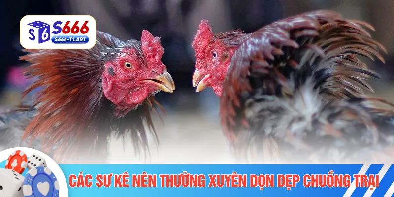 Các sư kê nên thường xuyên dọn dẹp chuồng trại