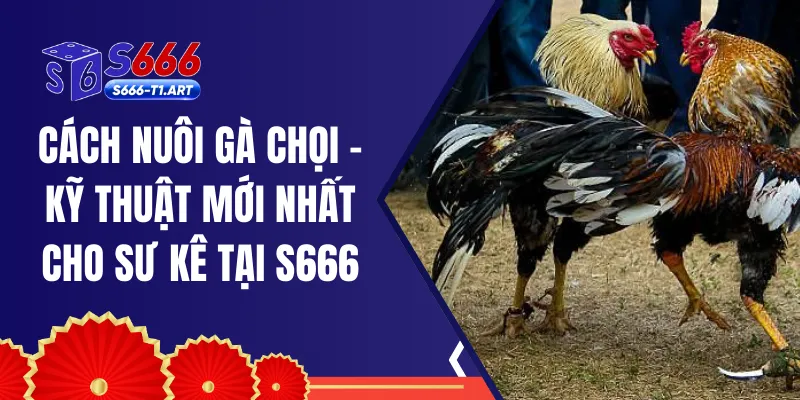 Cách Nuôi Gà Chọi - Kỹ Thuật Mới Nhất Cho Sư Kê Tại S666