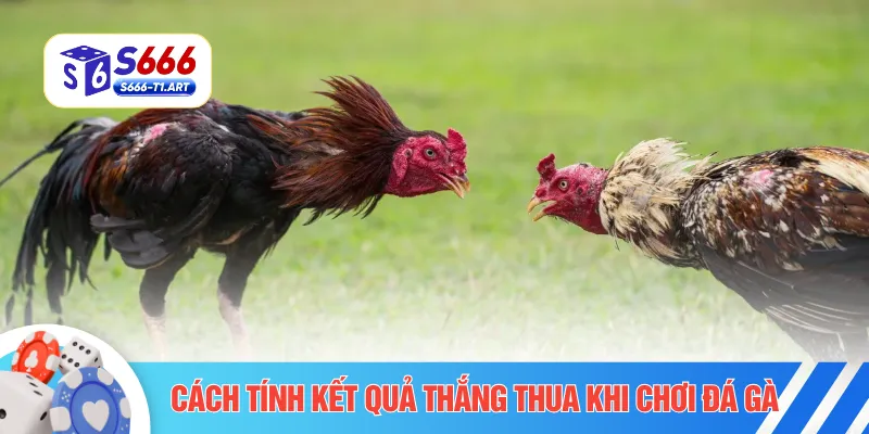 Cách tính kết quả thắng thua khi chơi đá gà