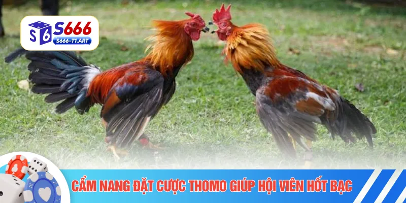 Cẩm nang đặt cược Thomo giúp hội viên hốt bạc