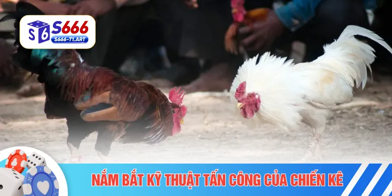 Nắm bắt kỹ thuật tấn công của chiến kê