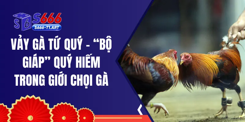 Vảy Gà Tứ Quý - “Bộ Giáp” Quý Hiếm Trong Giới Chọi Gà